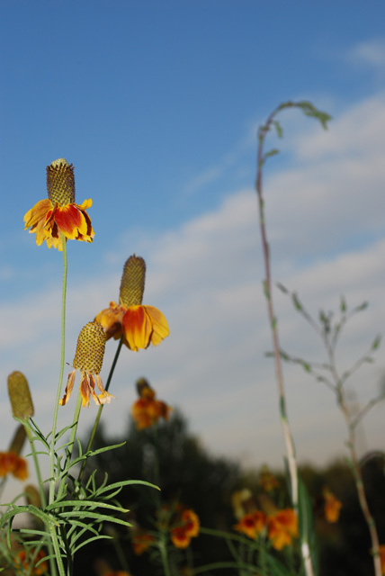 Prarie Cone Flowers Against Blue Sky Vertical #2